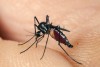 Hướng dẫn cách diệt muỗi bằng bẫy tự chế