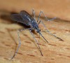 Diệt muỗi Vinh chia sẻ những thông tin hữu ích về muỗi