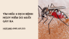 Tìm hiểu 4 dịch bệnh nguy hiểm do muỗi gây ra