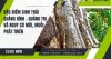Banner Công ty diệt mối Long Quân (2)