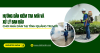 Hướng dẫn kiểm tra mối và xử lý ban đầu cho nhà dân tại tỉnh Quảng Trị mới