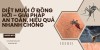Diệt muỗi ở Đồng Hới – Giải pháp an toàn, hiệu quả nhanh chóng