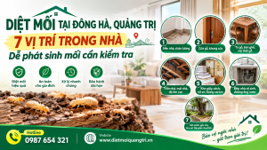 Diệt mối tại Đông Hà, Quảng Trị, 7 vị trí trong nhà dễ phát sinh mối cần kiểm tra