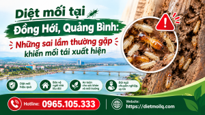 Diệt mối tại Đồng Hới, Quảng Bình: Những sai lầm thường gặp khiến mối tái xuất hiện