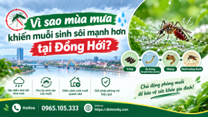 Vì sao mùa mưa khiến muỗi sinh sôi mạnh hơn tại Đồng Hới?