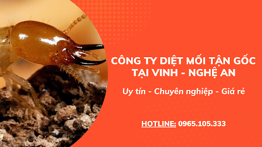 Dịch vụ diệt mối tại Vinh - Nghệ An