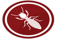 Dịch vụ diệt mối