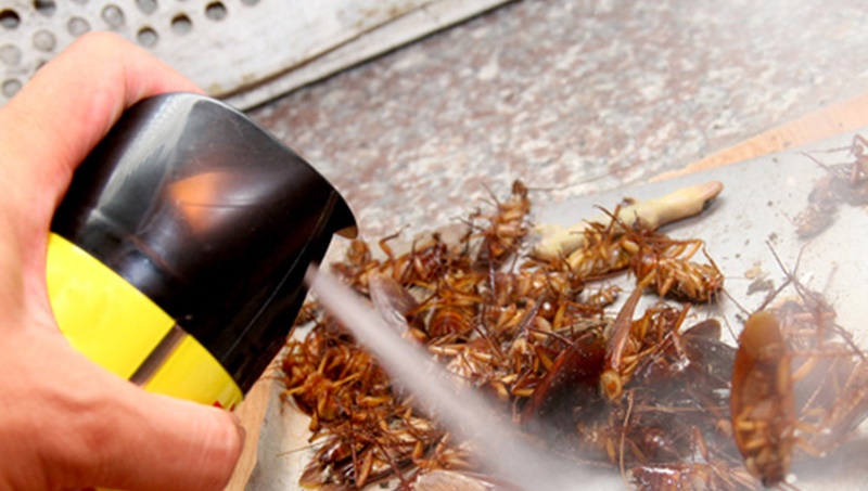 Công ty diệt gián tại Quảng Bình: Sử dụng xịt côn trùng