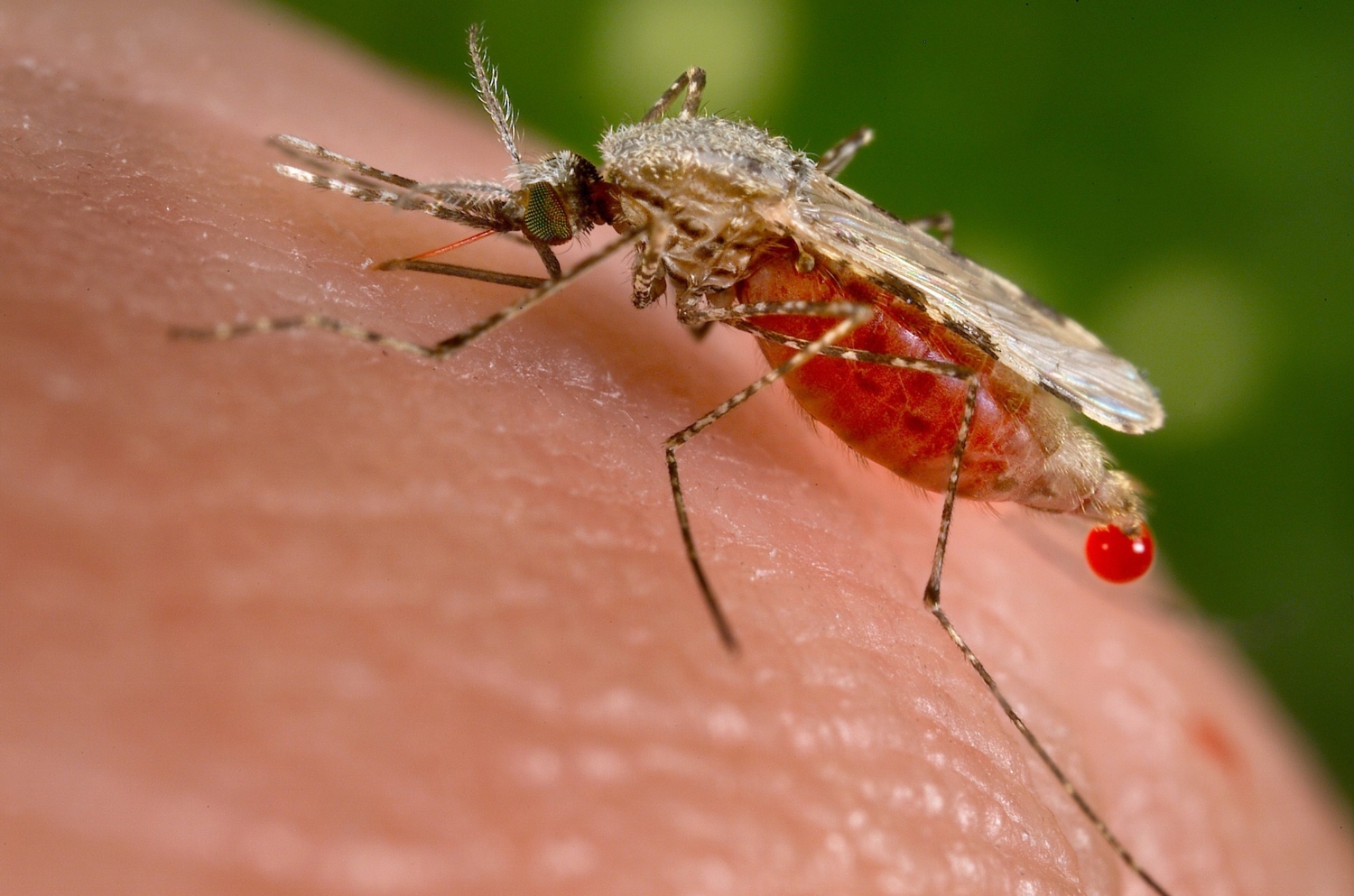Công ty diệt muỗi tại Quảng Bình: Muỗi gây bệnh sốt xuất huyết
