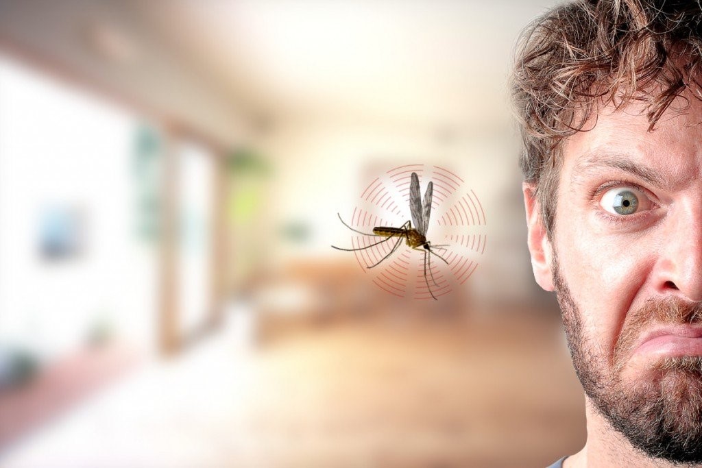 Công ty diệt muỗi tại Nghệ An:Muỗi thích bay vo vo quanh đầu