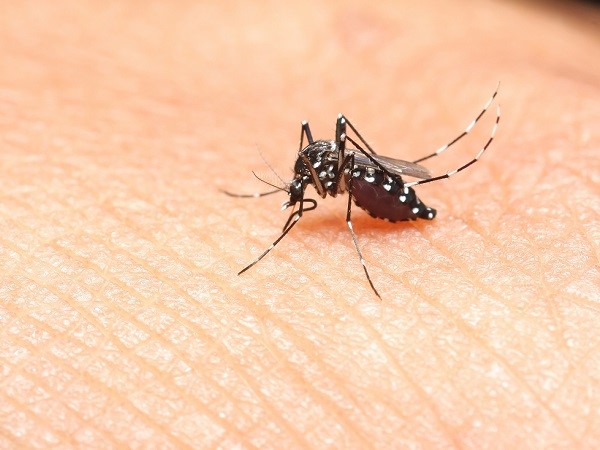 Công ty diệt muỗi tại Nghệ An trả lời những câu hỏi về muỗi