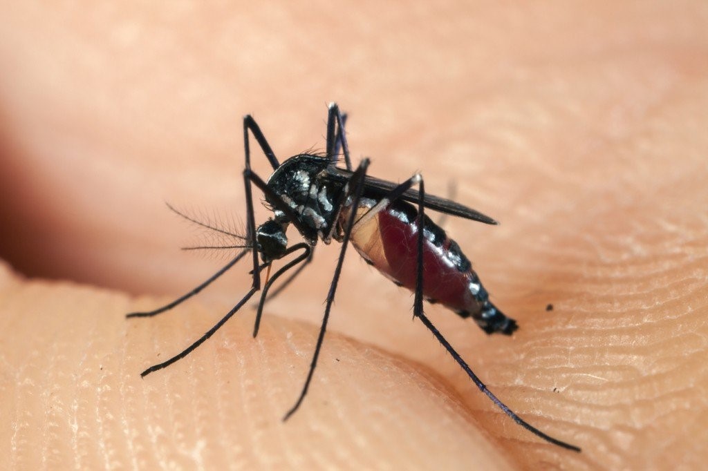 Một số thông tin về muỗi và tác hại của chúng