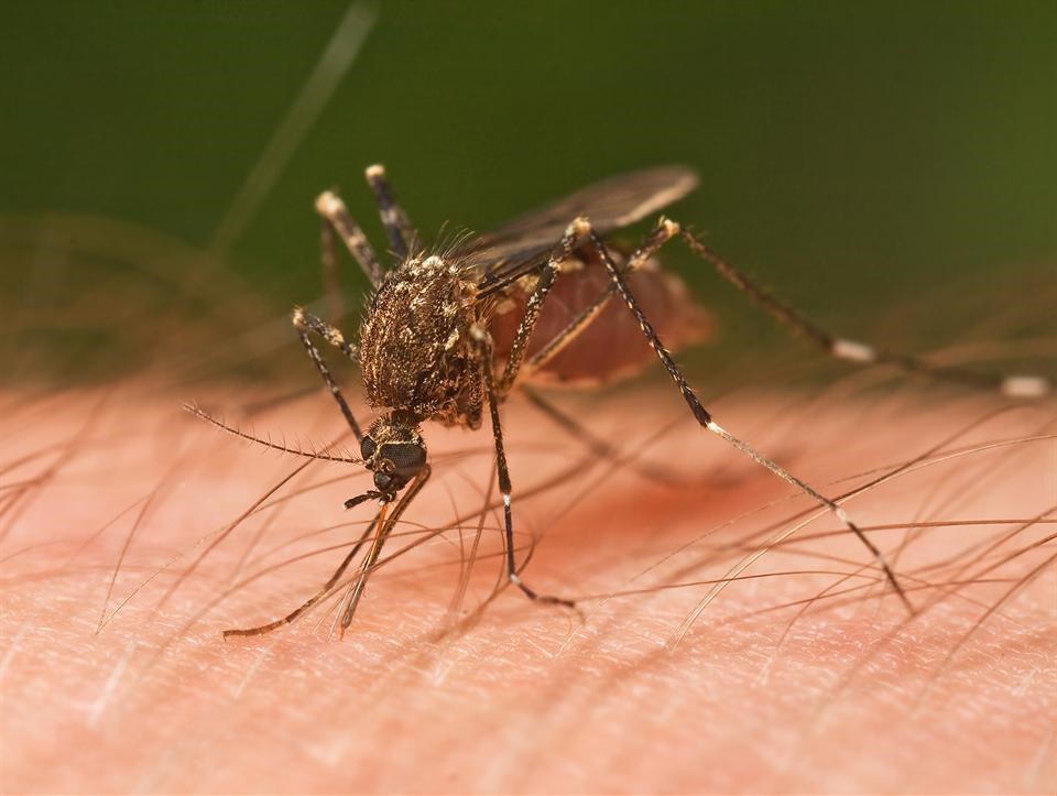 Diệt muỗi Vinh: Dịch vụ diệt muỗi an toàn, giá rẻ cho mọi nhà