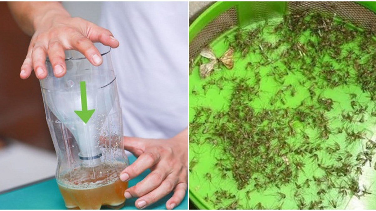 Diệt muỗi Vinh chia sẻ cách diệt muỗi bằng bia