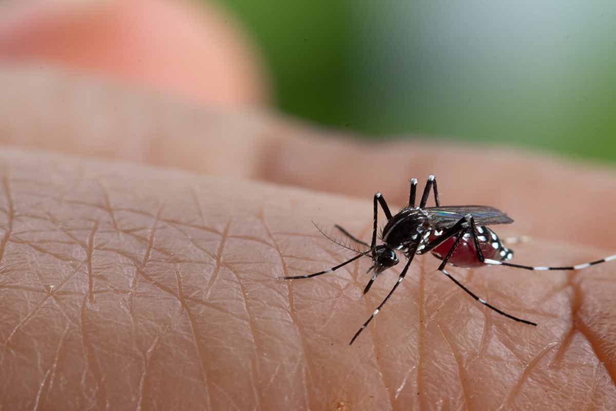 Diệt muỗi Vinh chia sẻ cách phòng tránh muỗi zika đốt
