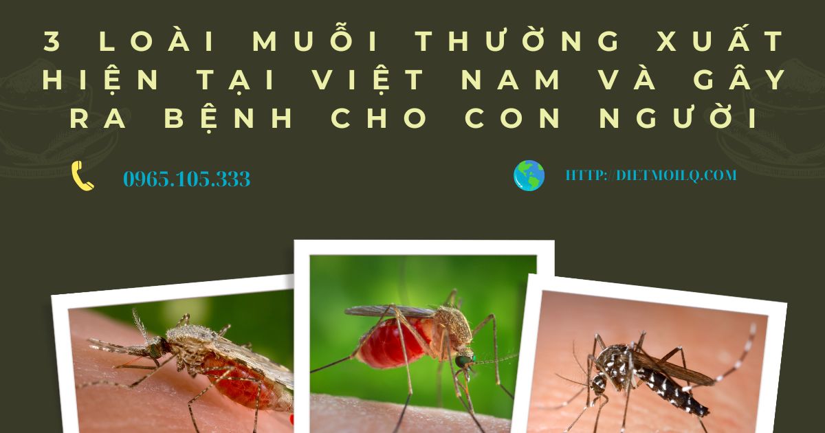 3 loài muỗi thường xuất hiện tại Việt Nam và gây ra bệnh cho con người