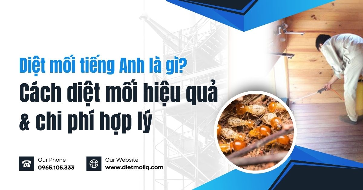 Diệt mối tiếng Anh là gì? Cách diệt mối hiệu quả và chi phí hợp lý