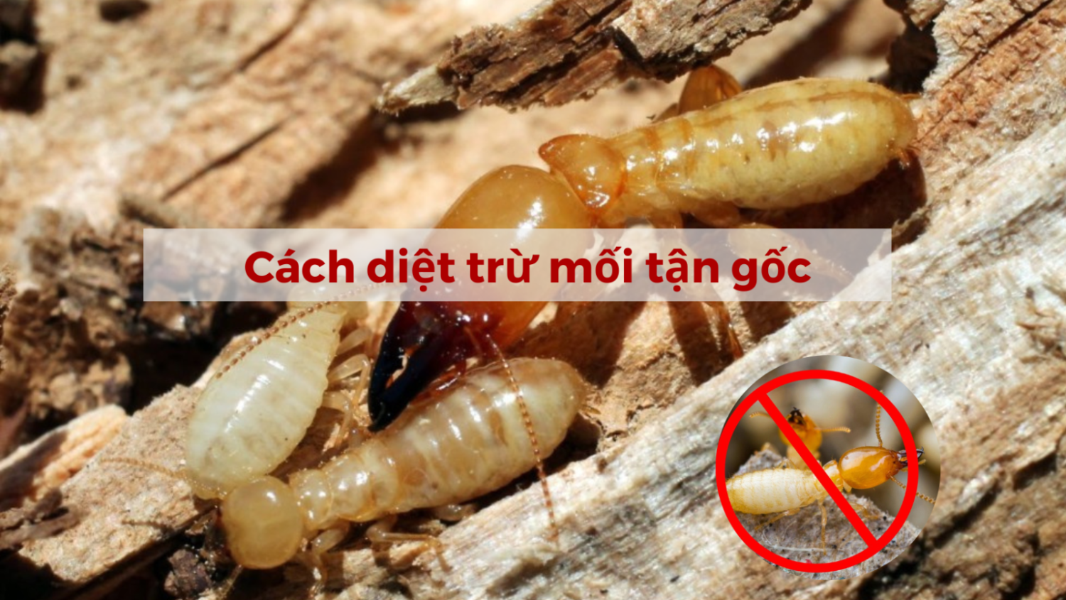 diệt mối tiếng anh là gì, diệt mối bằng cách nào, diệt mối bao nhiêu tiền (1)