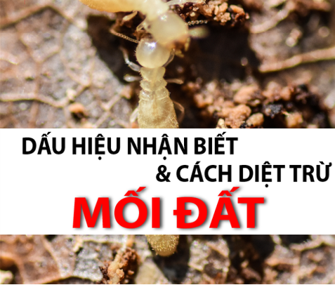 diet moi dat (1)