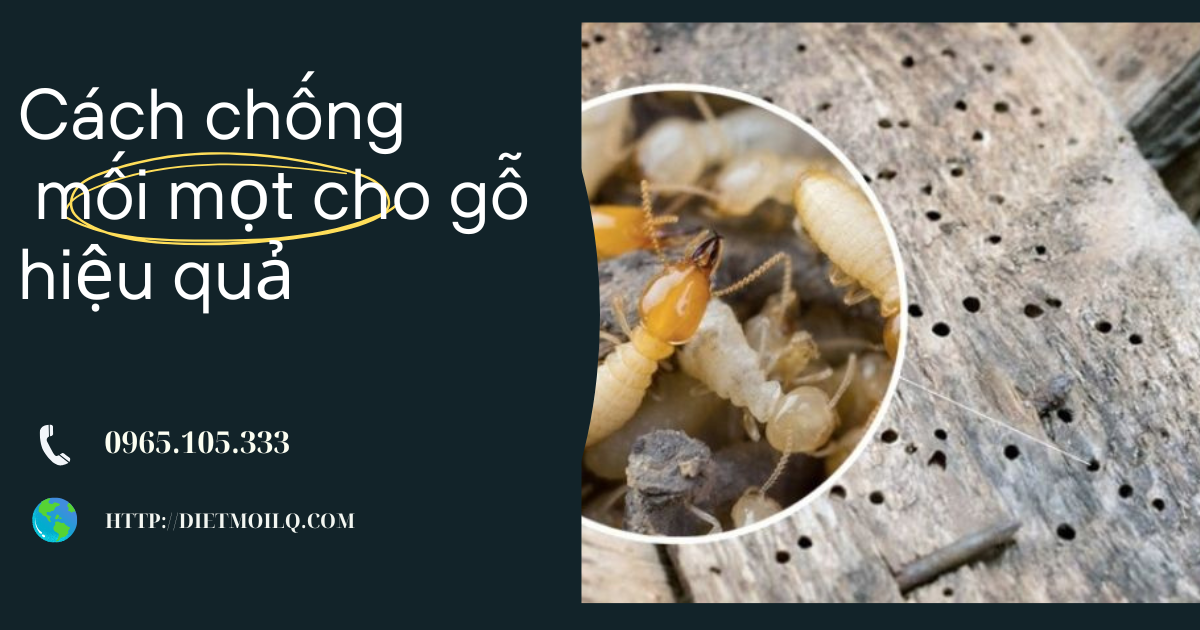 Cách chống mối mọt cho gỗ hiệu quả