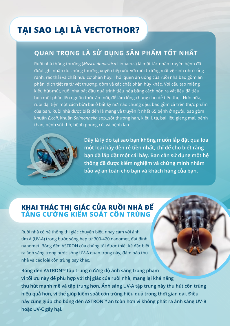 khai thác thị giác ruồi