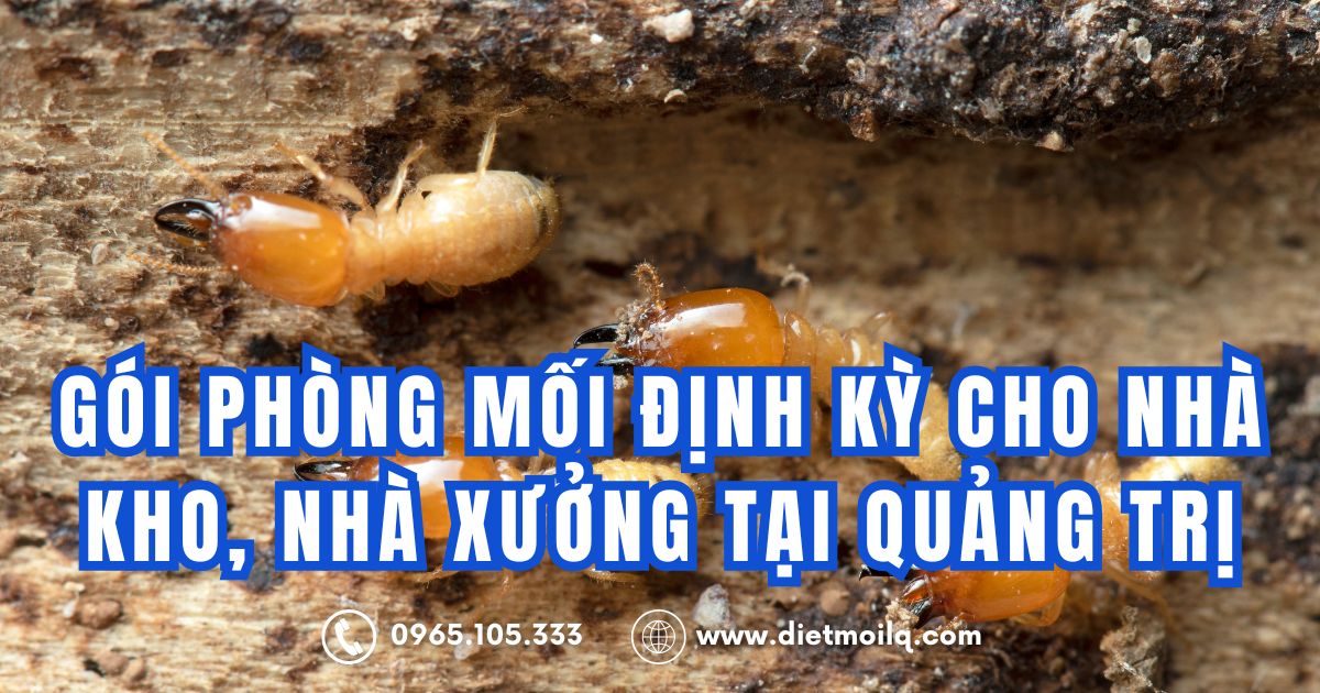 Gói phòng mối định kỳ cho nhà kho, nhà xưởng tại Quảng Trị