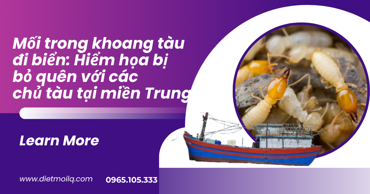 Mối trong khoang tàu đi biển: Hiểm họa bị bỏ quên với các chủ tàu tại miền Trung