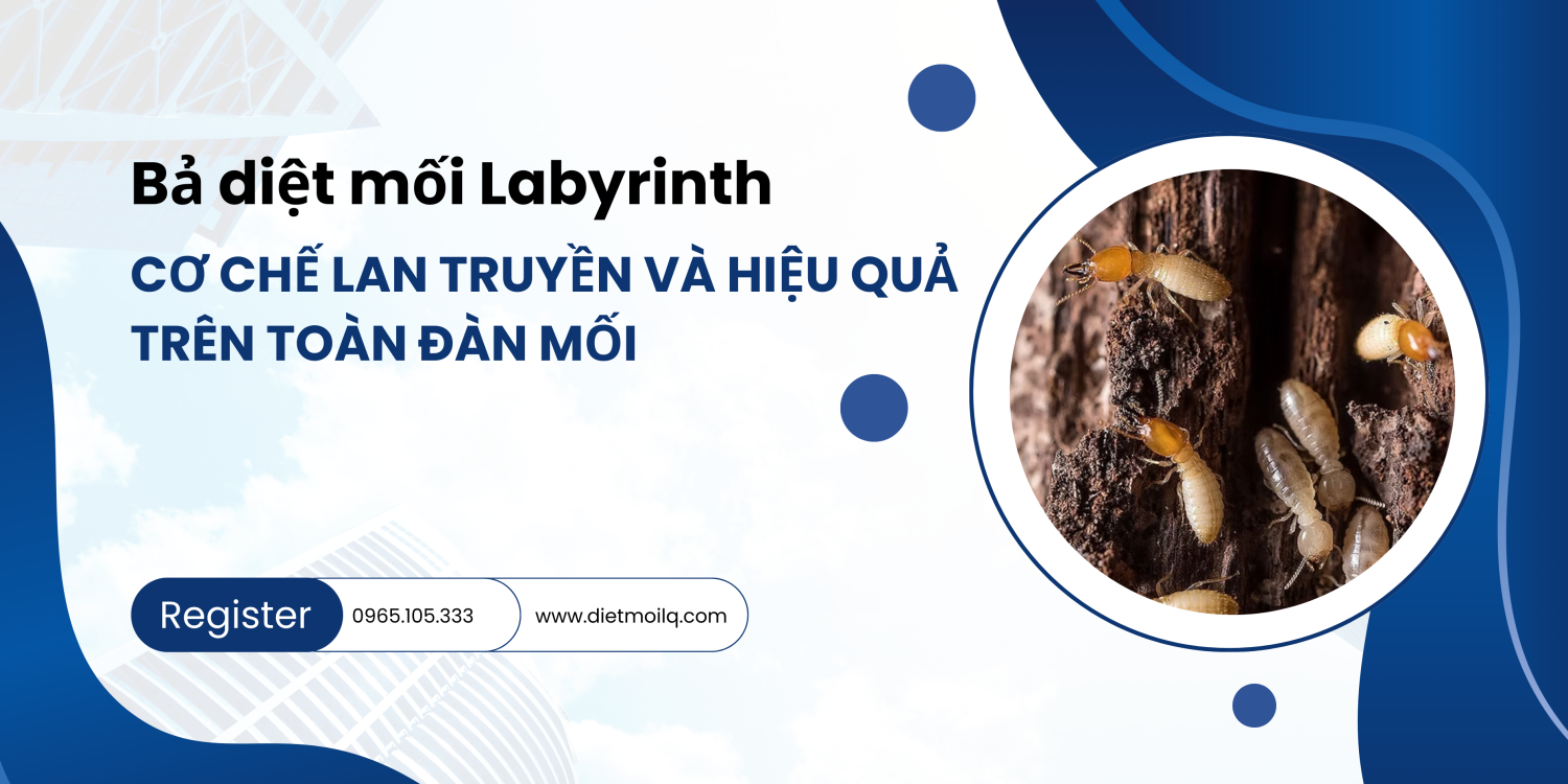 Bả diệt mối Labyrinth – Cơ chế lan truyền và hiệu quả trên toàn đàn mối