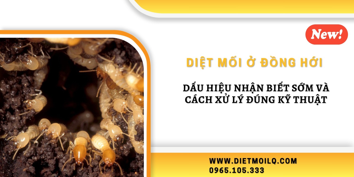 Diệt mối ở Đồng Hới – Dấu hiệu nhận biết sớm và cách xử lý đúng kỹ thuật