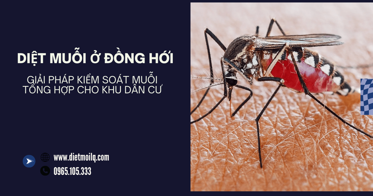 Diệt muỗi ở Đồng Hới – Giải pháp kiểm soát muỗi tổng hợp cho khu dân cư