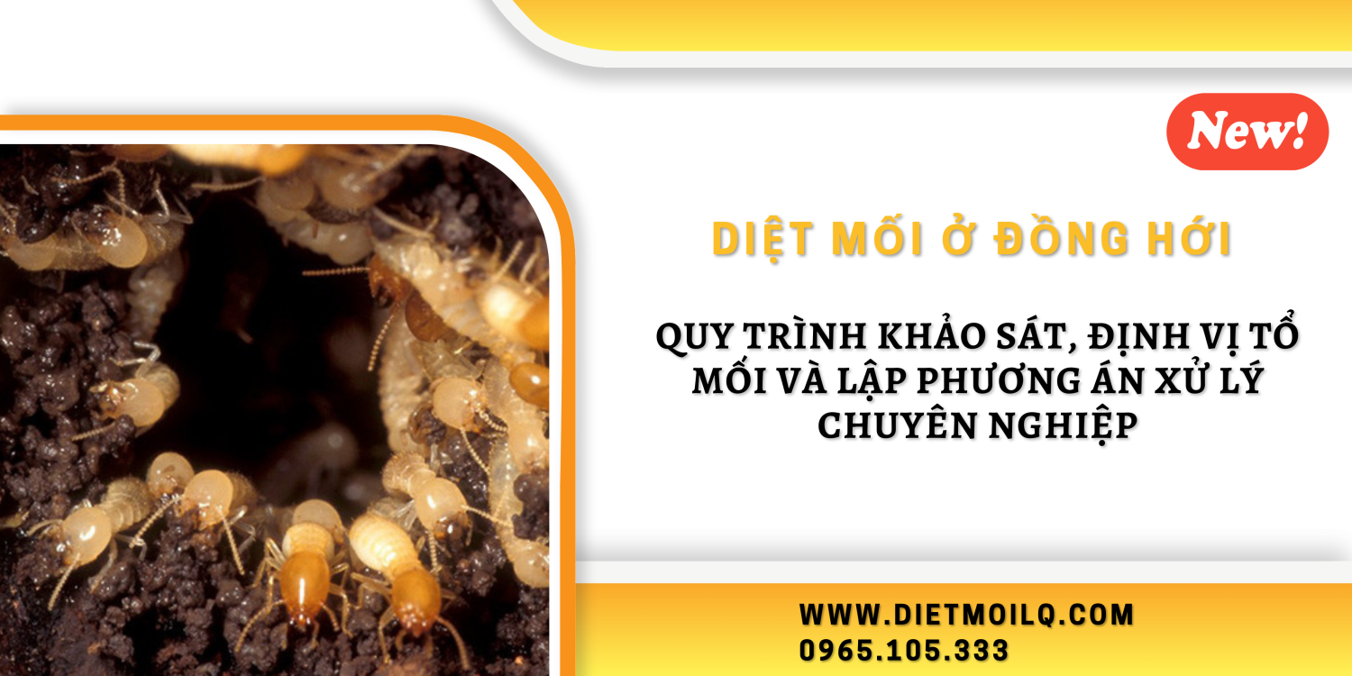 Diệt mối ở Đồng Hới – Quy trình khảo sát, định vị tổ mối và lập phương án xử lý chuyên nghiệp