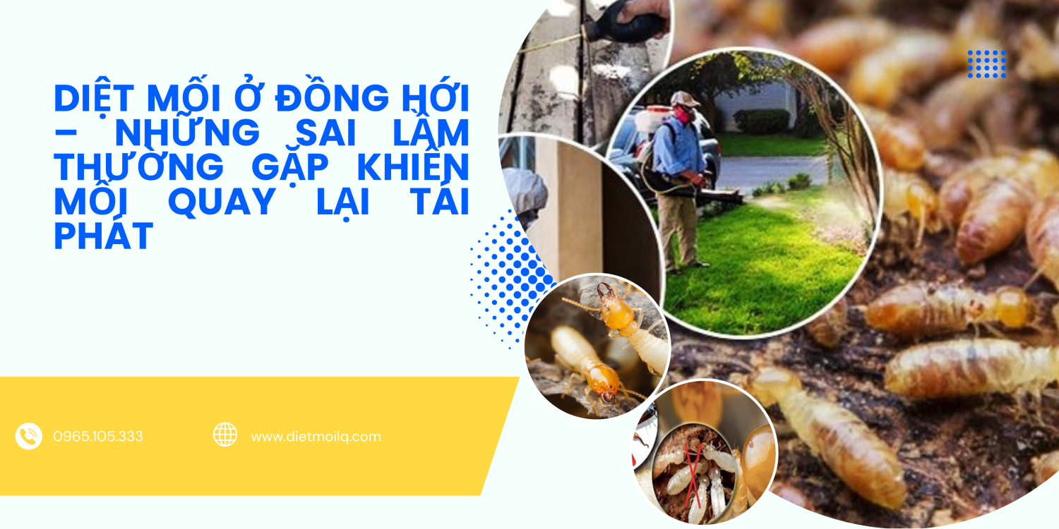 Diệt mối ở Đồng Hới – Những sai lầm thường gặp khiến mối quay lại tái phát
