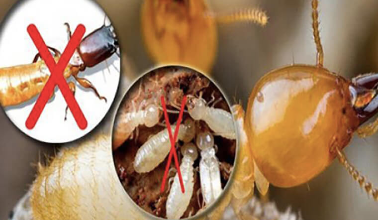 cach diet moi mot tan goc tai nha voi cac loai thuoc sau 202201171131530498